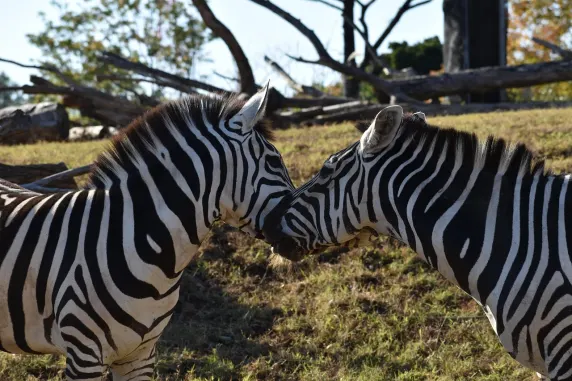 Casinia Casino Ënnerstëtzung